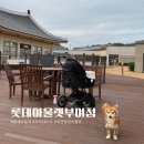 롯데애견 | 부여 실내 가볼만한곳 쇼핑하기 좋은 롯데아울렛 부여점 애견동반 방문 후기 , 반려견놀이터