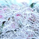 첫눈이네집 이미지