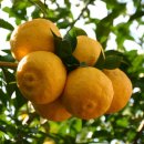 한성영농 이미지