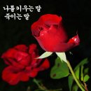 명심보감 Daum카페