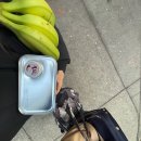 [🇨🇦D+330~336] 캐나다에서의 ‘첫 출근’을 포함한 한 주