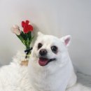 펫밀리쌀롱 이미지