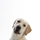 하트펫 동물병원 이미지