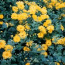 감국화(甘菊花) 국화(菊花) 감국(甘菊) Chrysanthemum morifolium Ramat. Chrysanthemi Flos 이미지