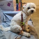 야탑서울동물병원 이미지