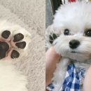 우리집 댕댕이 이미지