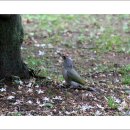 딱따구리 이미지