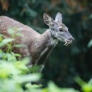 국립생태원 멸종위기종복원센터 | 금보다 비싼 향기, 사향노루를 둘러싼 멸종 위기와 미스터리 추적