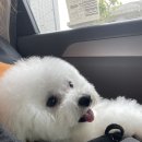 뽀송뽀송강아지미용실 이미지