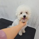 멍냥펫살롱 이미지