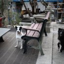 강아지이야기 이미지