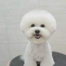와따몽 이미지