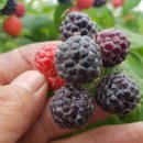 고창농장 이미지