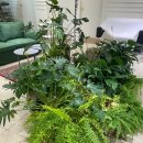 카페브로시스 이미지