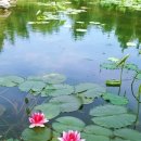 연꽃펜션 이미지