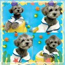 창원애견호텔 강아지유치원 애견미용 맘바이 창원점 이미지