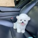 엘리스펫 | 부산미니비숑분양 테디비숑 대구미니비숑분양 앨리스코리아에서 데려온 후기