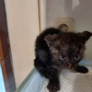 왕궁동물병원 이미지