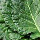 (주)케일 농업회사법인 이미지