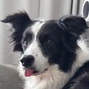 버블퍼피(펫푸드) | 네이버 펫 바우처 알뜰 쇼핑 후기: 포켄스 덴티페어리 덴탈껌, 바잇미 세제