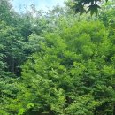 단풍나무15~30점 판매합니다! 이미지