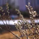 봄날의 강아지 이미지