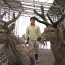 사슴이랑 배랑 농원 이미지