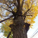 중동대림아파트 이미지