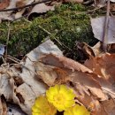 소양강둘레길 1코스 이미지