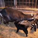 영배농장 이미지