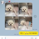 [울산에스동물메디컬센터] 비숑 강아지 슬개골 대퇴골 탈구 24시 동물병원 수술 비용