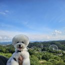 댕댕랜드 이미지