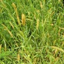 스카이 ENG 이미지