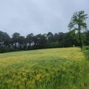 보리밭사이길로 이미지