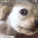 구야목장 네이버블로그