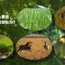 엠플레오