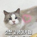 별다방 야옹이 이미지