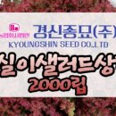 롤라로사