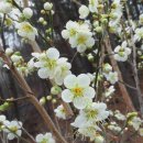 산중농원 Daum카페