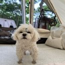 구름9-6 펫 살롱 이미지