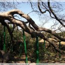 와흘본향당 이미지