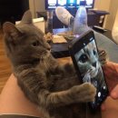 네발친구 이미지