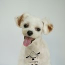 한강펫살롱 이미지