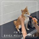 견생유치원 | 송파 강아지 문제행동교정 블루워크 ㅣ 8개월 강아지 양치질 교육 상담 후기 송파애견유치원