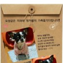 팅커벨 이미지