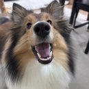 참조은펫 | [중형견 셰틀랜드 쉽독 우디 육아 일기](5): 강아지 전용 드라이기 (두즈 핸즈프리 시즌2 프로) 역시...