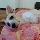 개슴츠레