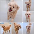 놀러오개 이미지