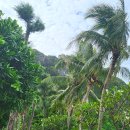 파미르팜 이미지