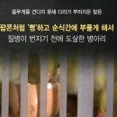 국산 닭고기용으로 사육되는 품종 이미지